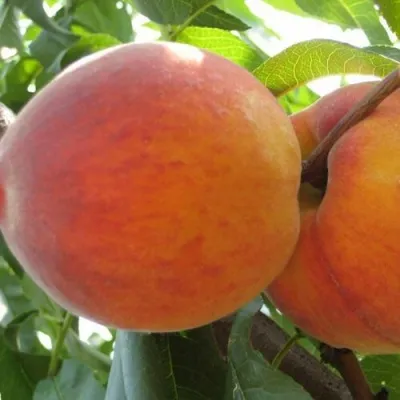Персик СОЧНЫЙ — описание сорта Персик СОЧНЫЙ в Смоленске