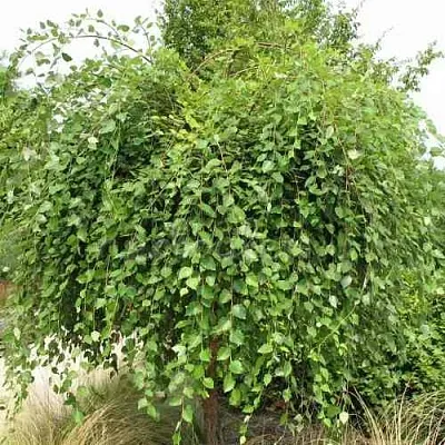 Береза САММЕР КАСКАД черная  Береза САММЕР КАСКАД черная в Смоленске