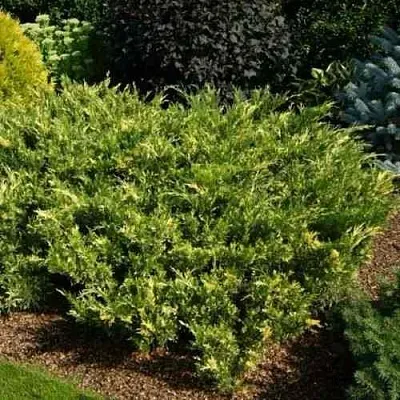 Можжевельник ВАРИЕГАТА казацкий  Можжевельник ВАРИЕГАТА казацкий в Смоленске