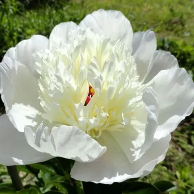 Пион ИММАКУЛИ травянистый  Пион ИММАКУЛИ травянистый в Смоленске