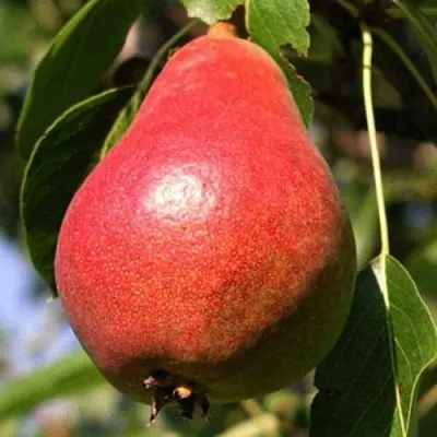 Груша НАРЯДНАЯ ЕФИМОВА  Груша НАРЯДНАЯ ЕФИМОВА в Смоленске