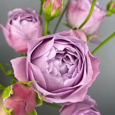 Саженцы роз ЛАВЕНДЕР БАБЛС спрей  Саженцы роз ЛАВЕНДЕР БАБЛС спрей в Смоленске