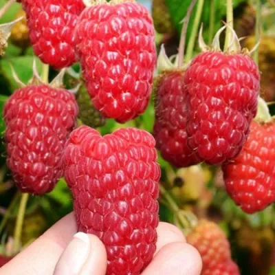 Малина МОСКОВСКИЙ ВЕЛИКАН в Смоленске