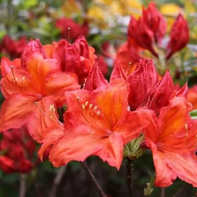 Азалия ЛИЛИНШТЕЙН японская  Азалия ЛИЛИНШТЕЙН японская в Смоленске