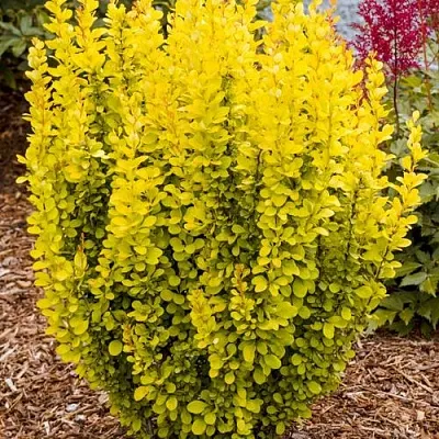 Барбарис ГОЛДЕН ТОРЧ тунберга  Барбарис ГОЛДЕН ТОРЧ тунберга в Смоленске