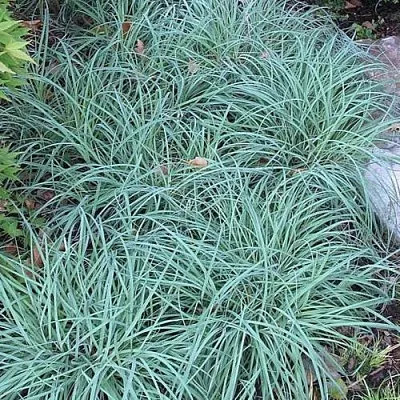 Осока БЛЮ ЗИНГЕР  Осока БЛЮ ЗИНГЕР в Смоленске