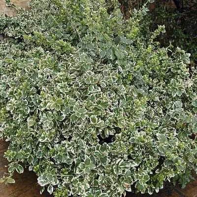 Бересклет ЭМЕРАЛЬД ГАИТИ форчуна  Бересклет ЭМЕРАЛЬД ГАИТИ форчуна в Смоленске