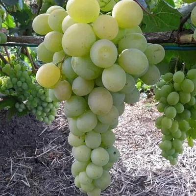 Виноград ФРУМОАСА АЛБЭ  Виноград ФРУМОАСА АЛБЭ в Смоленске