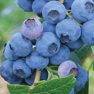 Голубика ЭРЛИБЛЮ  Голубика ЭРЛИБЛЮ в Смоленске