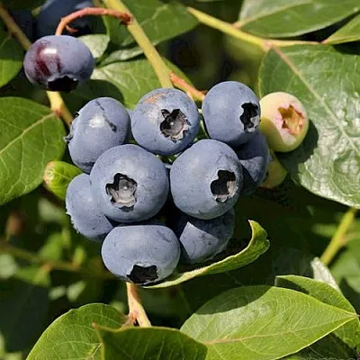 Голубика ШАНТЕКЛЕР  Голубика ШАНТЕКЛЕР в Смоленске