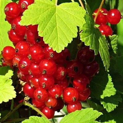 Смородина красная ГАЗЕЛЬ в Смоленске