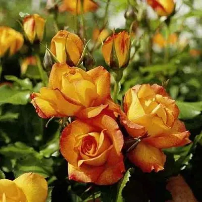 Саженцы роз САХАРА плетистая  Саженцы роз САХАРА плетистая в Смоленске