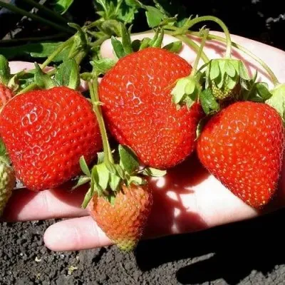 Клубника САН АНДРЕАС ремонтантная в Смоленске