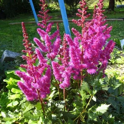 Астильба ЭЛИЗАБЕТ ВАН ВИН японская  Астильба ЭЛИЗАБЕТ ВАН ВИН японская в Смоленске