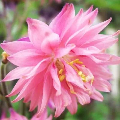 Аквилегия БАРЛОУ ПИНК гибрид МакКаны — описание сорта Аквилегия БАРЛОУ ПИНК гибрид МакКаны в Смоленске