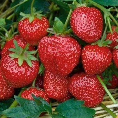 Клубника СЕЛЬВА ремонтантная в Смоленске