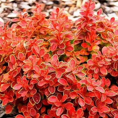 Барбарис КОРАЛ тунберга  Барбарис КОРАЛ тунберга в Смоленске