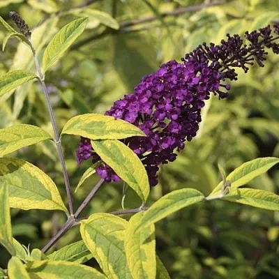 Буддлея давида САНТАНА  в Смоленске