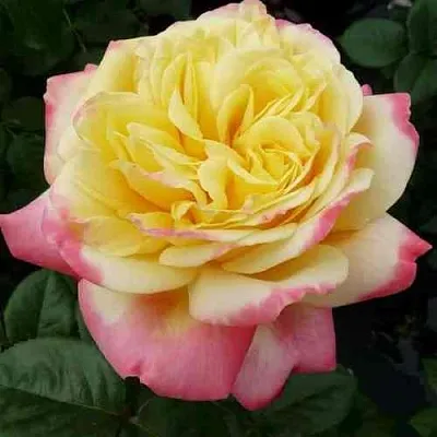 Саженцы роз КОРДЕС ДЖУБИЛИ чайно-гибридная в Смоленске