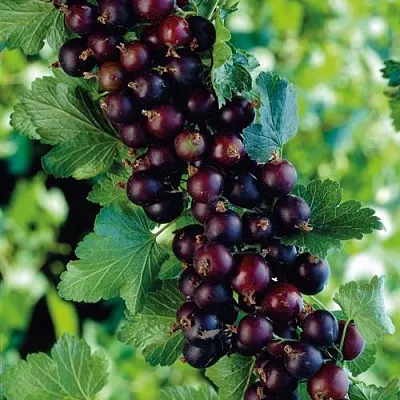 Йошта в Смоленске