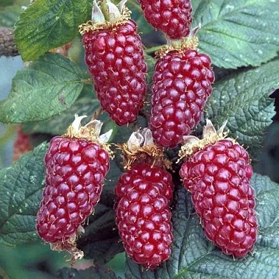 Ежемалина ТАЙБЕРРИ  Ежемалина ТАЙБЕРРИ в Смоленске