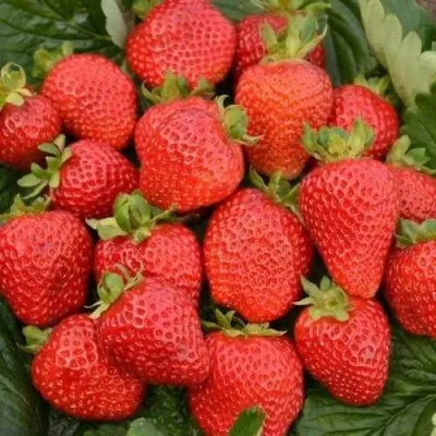 Клубника САН АНДРЕАС ремонтантная в Смоленске