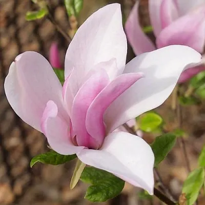 Магнолия БЕТТИ в Смоленске