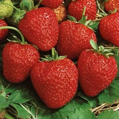 Клубника КОРОНА — описание сорта Клубника КОРОНА в Смоленске