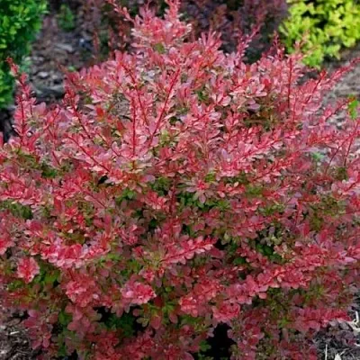 Барбарис ГОЛДЕН РИНГ тунберга  Барбарис ГОЛДЕН РИНГ тунберга в Смоленске