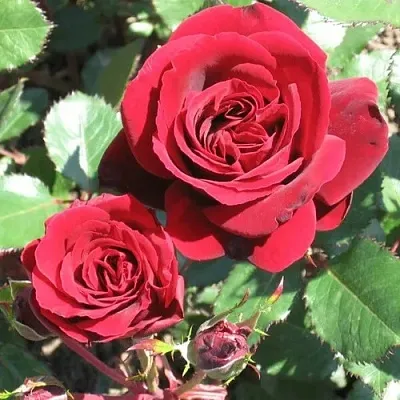 Саженцы роз ИЗАБЕЛЬ РЕНЕССАНС шраб в Смоленске