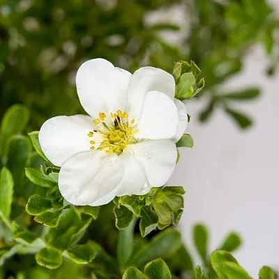 Лапчатка СНОУБЕРД кустарниковая  Лапчатка СНОУБЕРД кустарниковая в Смоленске