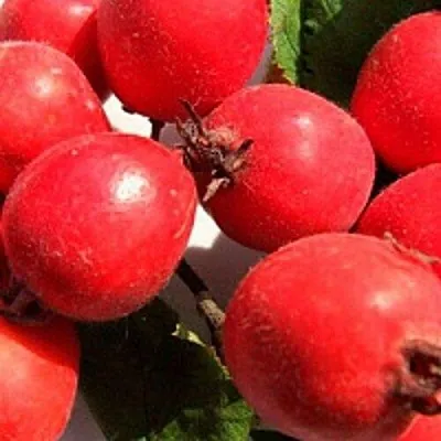 Боярышник КРУПНОПЛОДНЫЙ в Смоленске