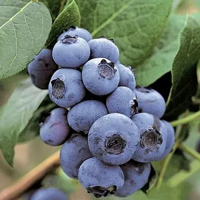 Голубика ПАТРИОТ  Голубика ПАТРИОТ в Смоленске