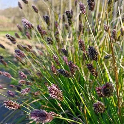 Сейслерия ХЕФЛЕРА  Сейслерия ХЕФЛЕРА в Смоленске