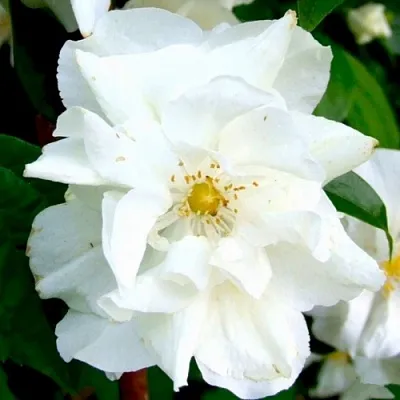 Жасмин РОЗАЦЕ  Жасмин РОЗАЦЕ в Смоленске