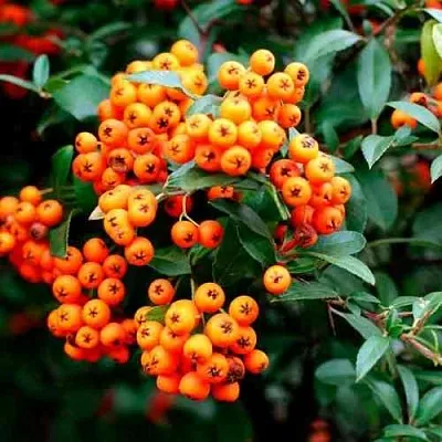 Пираканта ОРАНЖ ГЛОУ в Смоленске