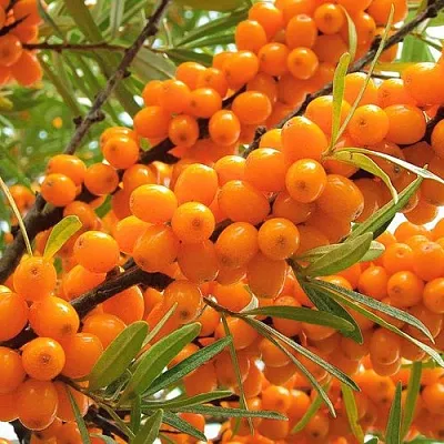 Облепиха в Смоленске