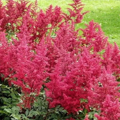 Астильба СКАЙСКРЕЙПЕР китайская  Астильба СКАЙСКРЕЙПЕР китайская в Смоленске