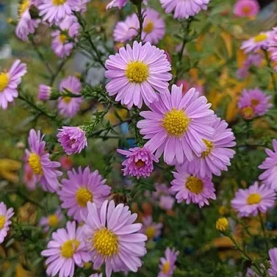 Астра СТРОУБЕРРИ ЭНД КРИМ новобельгийская  Астра СТРОУБЕРРИ ЭНД КРИМ новобельгийская в Смоленске