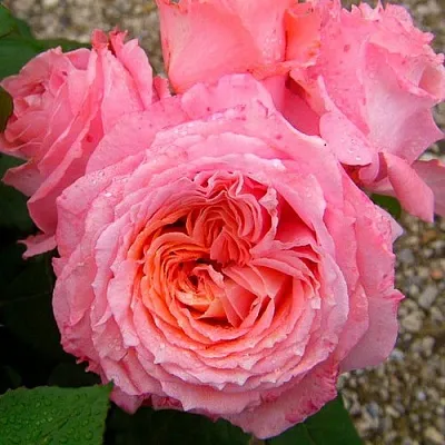 Саженцы роз ИНСТИТУТ ЛЮМЬЕР шраб в Смоленске