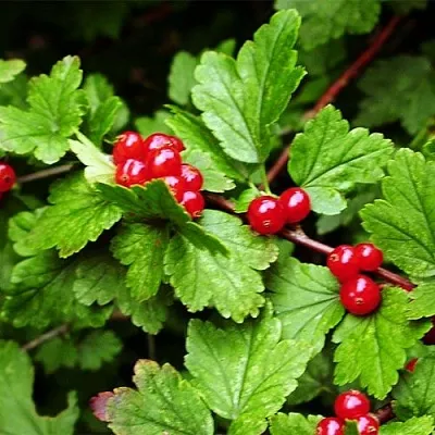 Смородина альпийская в Смоленске