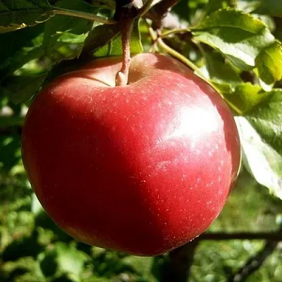 Яблоня НАСТЕНЬКА в Смоленске