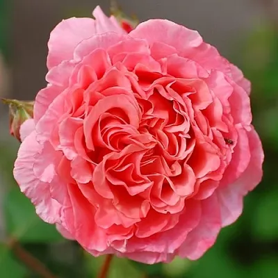 Саженцы роз ЛОРАН КАБРОЛЬ шраб  Саженцы роз ЛОРАН КАБРОЛЬ шраб в Смоленске