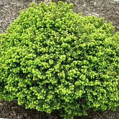 Ель ЛИТЛ ДЖЕМ обыкновенная в Смоленске