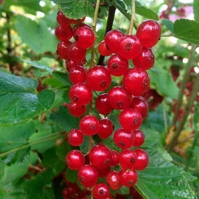 Смородина красная КОНСТАНТИНОВСКАЯ  Смородина красная КОНСТАНТИНОВСКАЯ в Смоленске