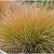 Осока БРОНЗОВЫЕ КУДРИ в Смоленске