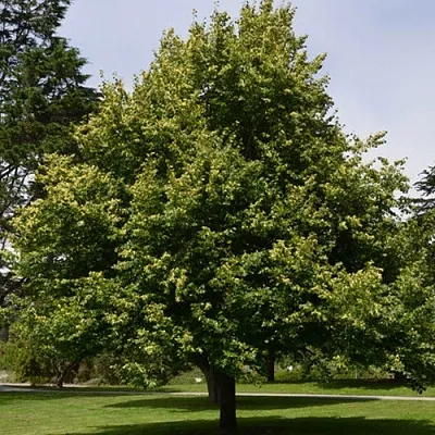 Липа сердцевидная  Липа сердцевидная в Смоленске