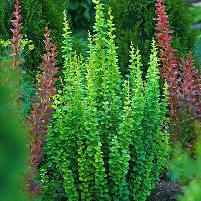 Барбарис ЭРЕКТА тунберга  Барбарис ЭРЕКТА тунберга в Смоленске