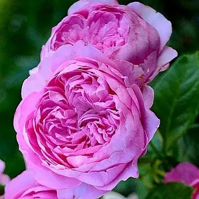 Саженцы роз ШАНТАЛЬ МЕРЬЕ шраб в Смоленске