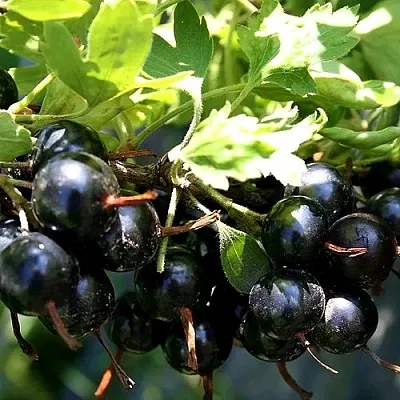 Золотистая в Смоленске